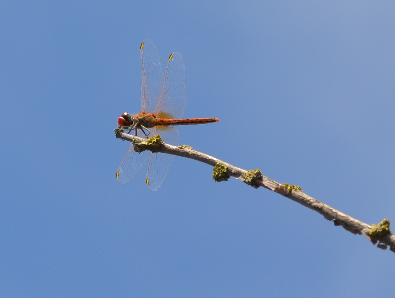 Sympetrum foscolombii alla Piallassa Piombon 1